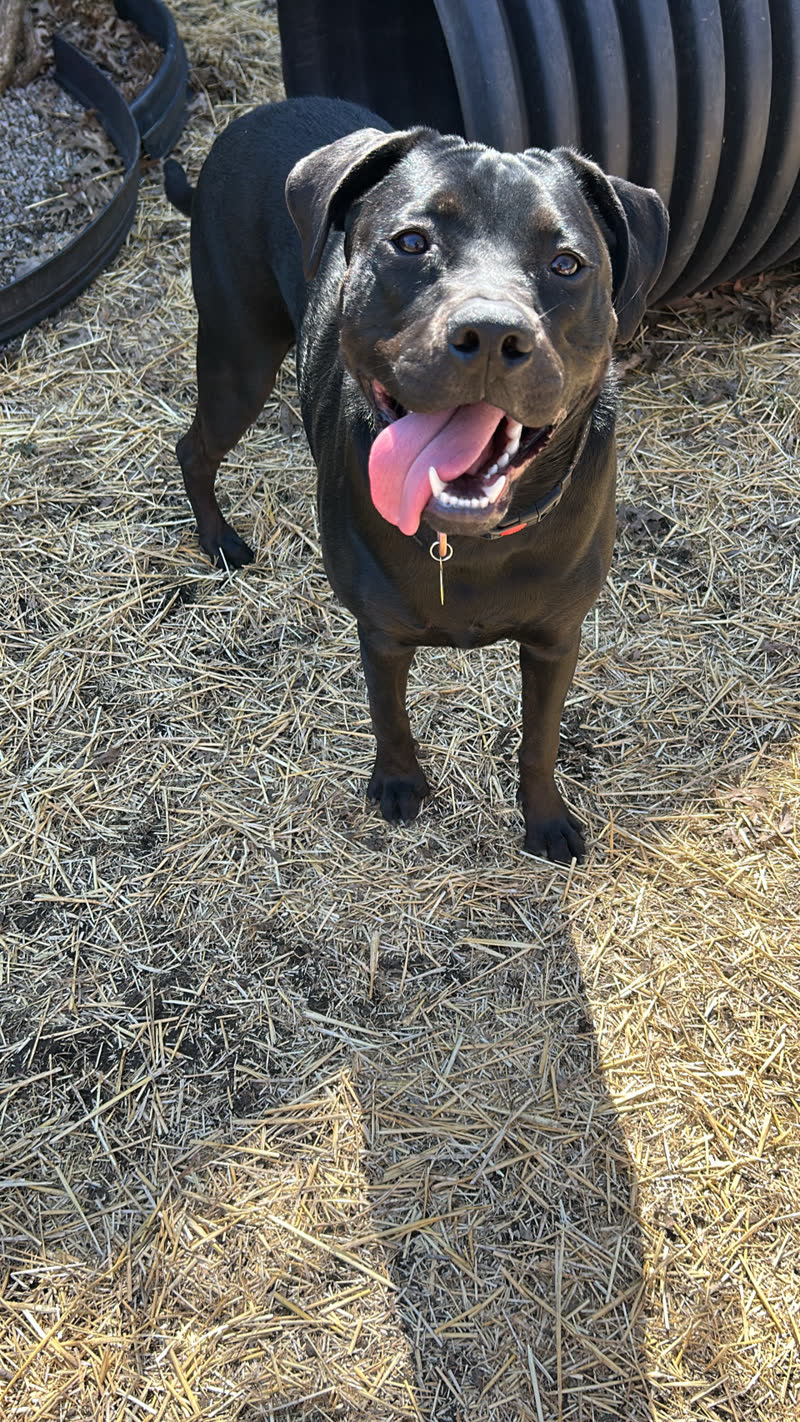 Dog in our care smiling outside