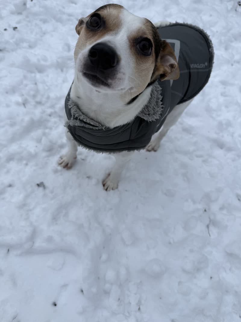 Dog in a winter coat playing in the snow