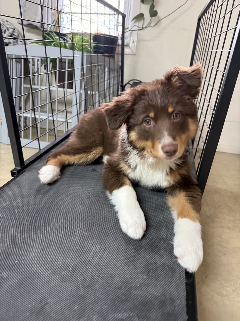 Australian shepherd puppy relaxing