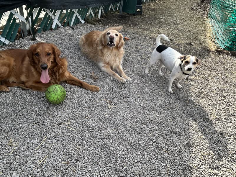 Three dogs playing together outside