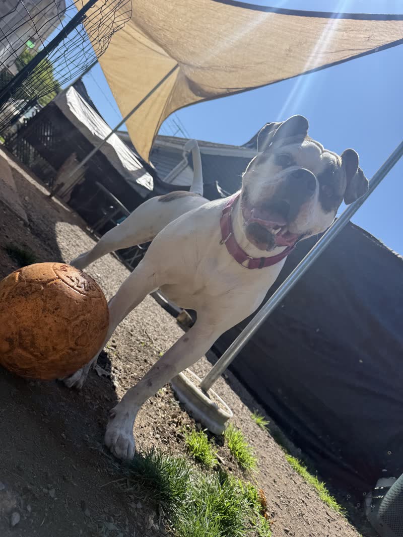 Dog playing outside near a shade sail